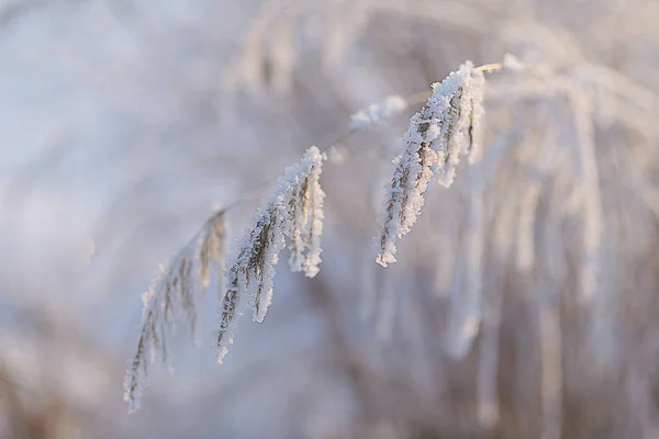 Eastern Siberia Baikal Region Winter Stems Grass Covered Hoarfrost — 스톡 사진