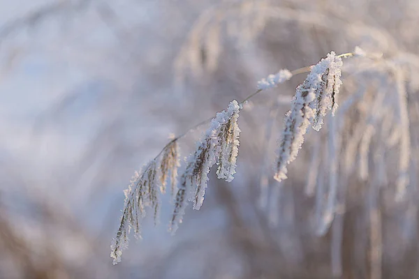 Siberia Oriental Región Baikal Invierno Los Tallos Hierba Están Cubiertos — Foto de Stock