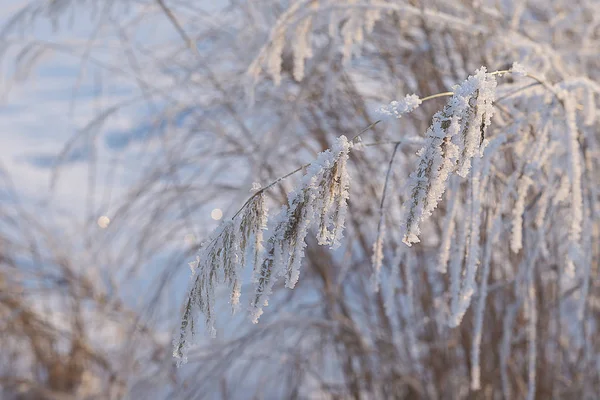 Eastern Siberia Baikal Region Winter Stems Grass Covered Hoarfrost — Stock Photo, Image