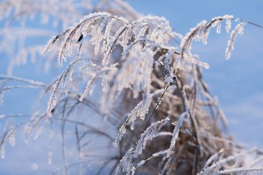 Doğu Sibirya. Baykal bölgesi. Kış. Çimenlerin sapları kırağı kaplamış..