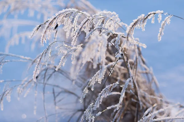 Eastern Siberia Baikal Region Winter Stems Grass Covered Hoarfrost — 스톡 사진