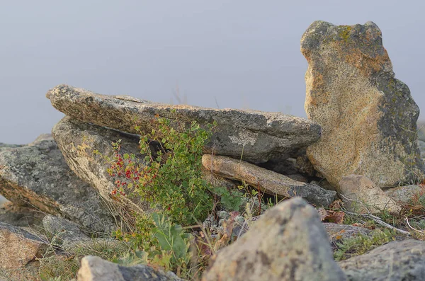 Sibérie Orientale Plantes Sauvages Lac Baïkal Bush Avec Une Baie — Photo