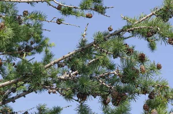 Eastern Siberia Baikal Region Larch Branches Small Cones Needles — Stock Photo, Image