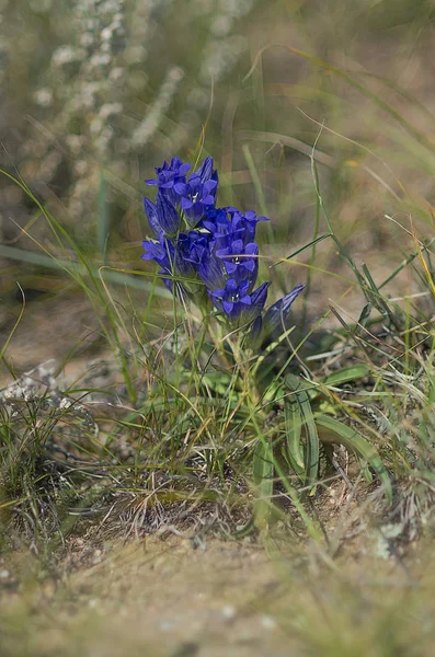 Siberia Orientale Piante Selvatiche Del Lago Baikal — Foto Stock