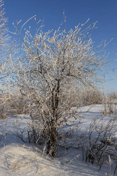 Eastern Siberia Baikal Region Winter Frost Sea Buckthorn Covered Hoarfrost — Stock Photo, Image
