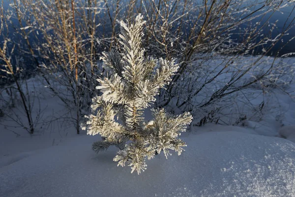 Siberia Orientale Regione Baikal Inverno Gelo Piccolo Pino Glassato Alla — Foto Stock