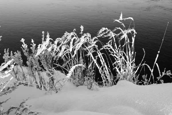 Sibérie Orientale Région Baïkal Hiver Givre Les Tiges Herbes Hautes — Photo