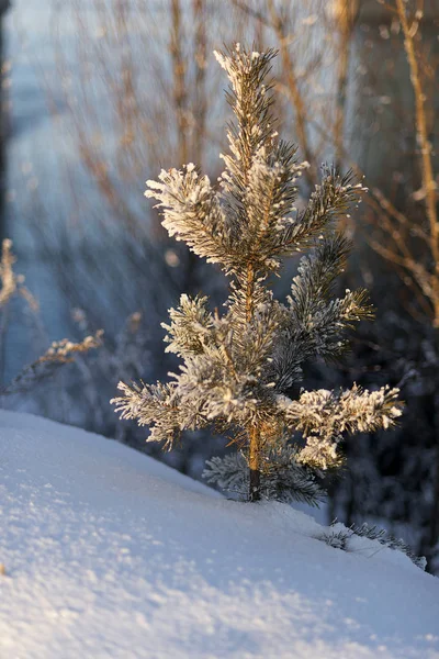 Wschodnia Syberia Region Baikal Zimą Mróz Mała Sosna Mrożona Świetle — Zdjęcie stockowe