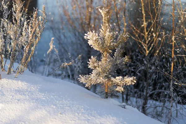 Wschodnia Syberia Region Baikal Zimą Mróz Mała Sosna Mrożona Świetle — Zdjęcie stockowe