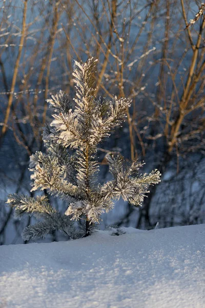 Wschodnia Syberia Region Baikal Zimą Mróz Mała Sosna Mrożona Świetle — Zdjęcie stockowe