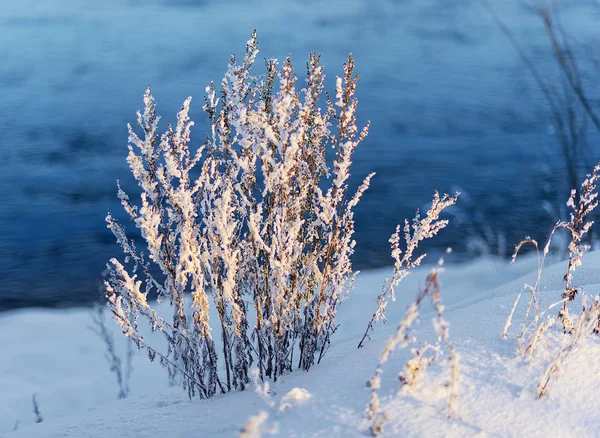 Siberia Oriental Región Baikal Invierno Escarcha Los Tallos Hierba Alta — Foto de Stock