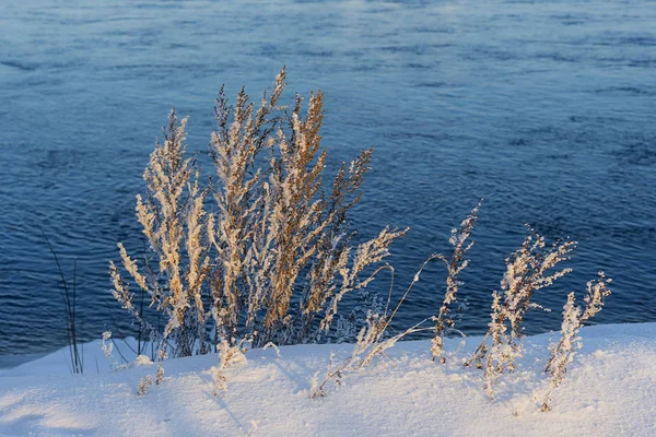 Eastern Siberia Baikal Region Winter Frost Stems Tall Grass Branches — 스톡 사진