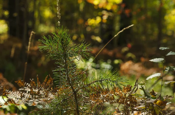 Eastern Siberia Baikal Region Little Pine Background Autumn Forest — Stock Photo, Image