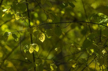 Doğu Sibirya. Baykal bölgesi. Sonbahar. Bulanık orman arka planında açık sarı ve yeşil yapraklar..