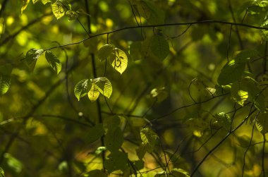 Doğu Sibirya. Baykal bölgesi. Sonbahar. Bulanık orman arka planında açık sarı ve yeşil yapraklar..