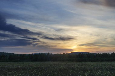 Doğu Sibirya. Baykal bölgesi. Yazın güneşi. Gün batımı. Çimlerle kaplı bir tarla. Uzakta küçük bir huş ağacı ormanı var. Gökyüzünde güzel bulutlar.