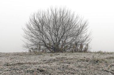 Doğu Sibirya. Baykal bölgesi. Sonbaharın sonunda. - Günaydın. Yoğun sis var. Sahil. Yapraksız yuvarlak ağaç. Buzla kaplı çimenler.