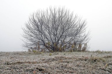Doğu Sibirya. Baykal bölgesi. Sonbaharın sonunda. - Günaydın. Yoğun sis var. Sahil. Yapraksız yuvarlak ağaç. Buzla kaplı çimenler.