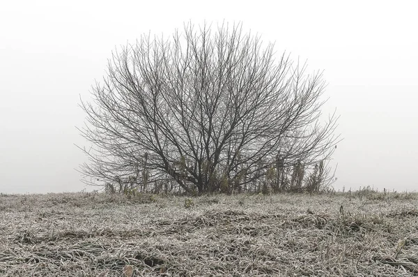 Doğu Sibirya. Baykal bölgesi. Sonbaharın sonunda. - Günaydın. Yoğun sis var. Sahil. Yapraksız yuvarlak ağaç. Buzla kaplı çimenler.