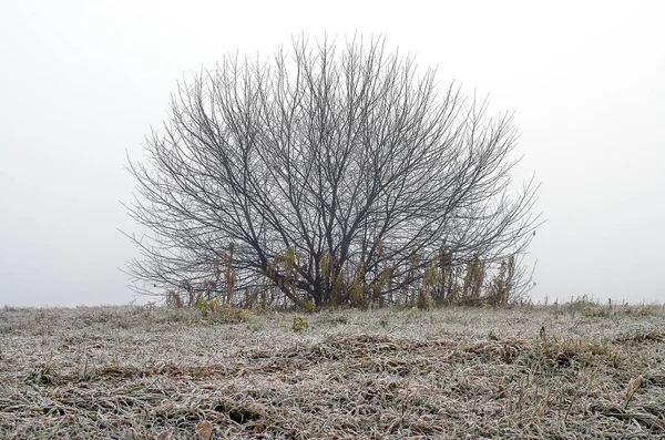 Doğu Sibirya. Baykal bölgesi. Sonbaharın sonunda. - Günaydın. Yoğun sis var. Sahil. Yapraksız yuvarlak ağaç. Buzla kaplı çimenler.