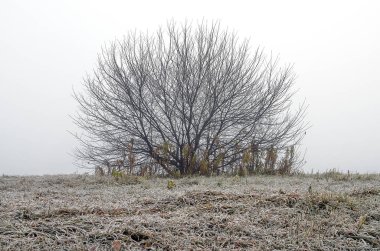 Doğu Sibirya. Baykal bölgesi. Sonbaharın sonunda. - Günaydın. Yoğun sis var. Sahil. Yapraksız yuvarlak ağaç. Buzla kaplı çimenler.