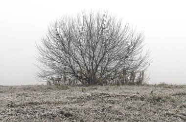 Doğu Sibirya. Baykal bölgesi. Sonbaharın sonunda. - Günaydın. Yoğun sis var. Sahil. Yapraksız yuvarlak ağaç. Buzla kaplı çimenler.