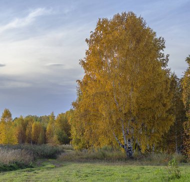 Doğu Sibirya. Baykal bölgesi. Sonbaharın başında. Öğleden sonra. Açık alanda parlak sarı ve kırmızı çalılar ve ağaçlar. Nadir yeşil çam ağaçları. Ülke yolu.