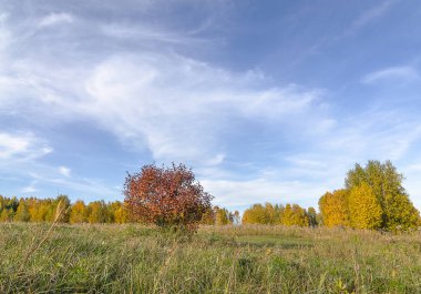 Doğu Sibirya. Baykal bölgesi. Sonbaharın başında. Öğleden sonra. Açık alanda parlak sarı ve kırmızı tek çalılar ve ağaçlar.