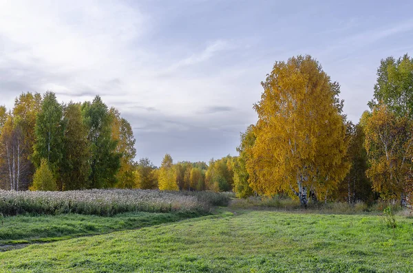 Sibéria Oriental Região Baikal Início Outono Tarde Tardia Arbustos Amarelos — Fotografia de Stock
