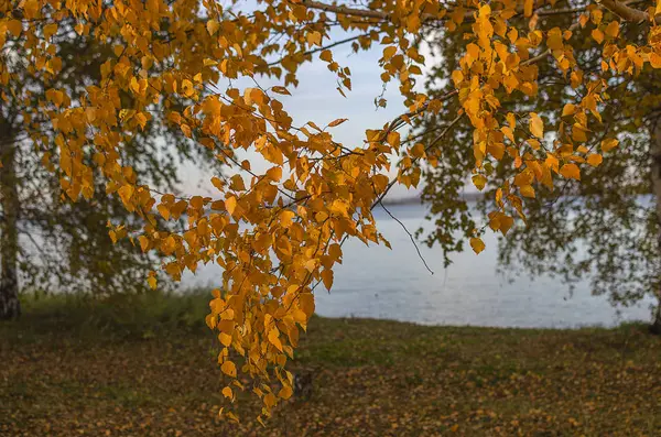 Russland Ostsibirien Baikalregion Frühherbst Sonnenuntergang Zweige Einer Weinenden Birke Gelbe — Stockfoto