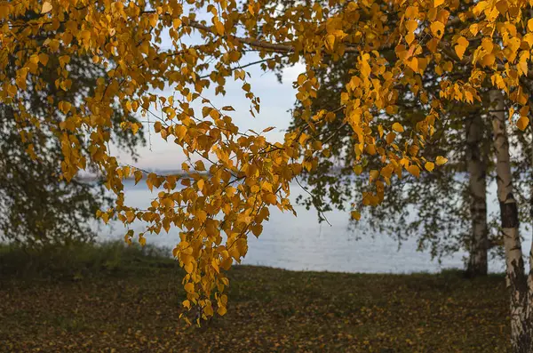 Russland Ostsibirien Baikalregion Frühherbst Sonnenuntergang Zweige Einer Weinenden Birke Gelbe — Stockfoto