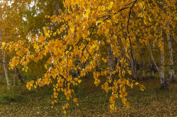 Russia Eastern Siberia Baikal Region Early Autumn Sunset Branches Weeping — 스톡 사진