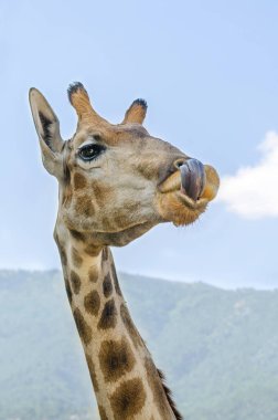 Zürafa dilini çıkarır.