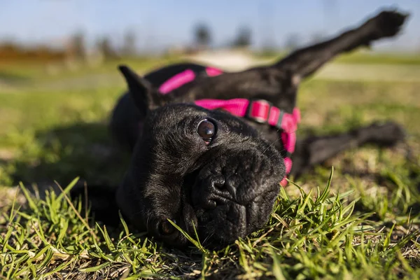 Fransız bulldog köpeği parkta yatıyor.