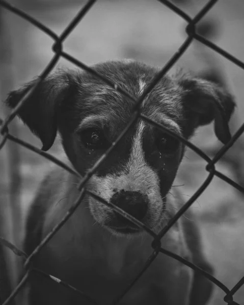 Smutný pes pláče opuštěný za mřížemi, černobílá fotka, koncept osamělosti a smutku Royalty Free Stock Obrázky