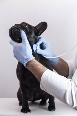 Fransız bulldog steteskobu kullanan veteriner elleri beyaz arka plan, sağlık konsepti.