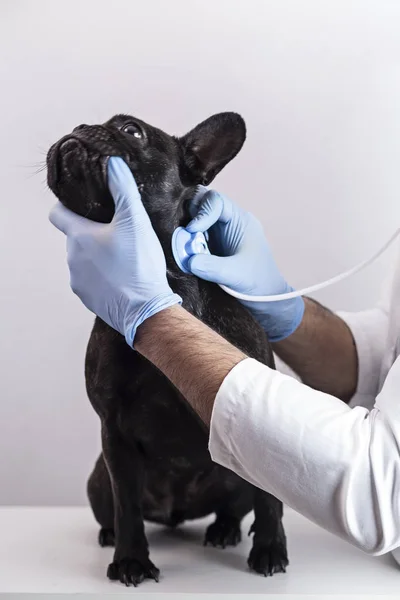 Fransız bulldog steteskobu kullanan veteriner elleri beyaz arka plan, sağlık konsepti.