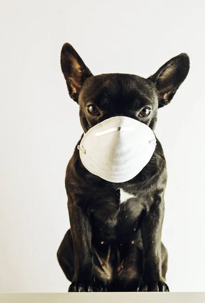 Tıbbi maskeli Fransız bulldog. sağlık kavramı