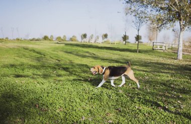 Av köpeği dışarıda, çimlerde top oynuyor.