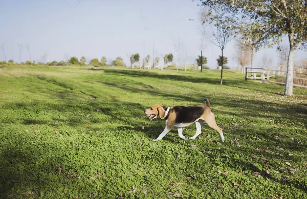Av köpeği dışarıda, çimlerde top oynuyor.