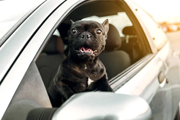 Fransız bulldog 'u arabanın camının tepesinde havayı soluyor.