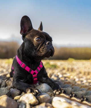 Yan görüş, bulldog köpeği, açık hava parkında.