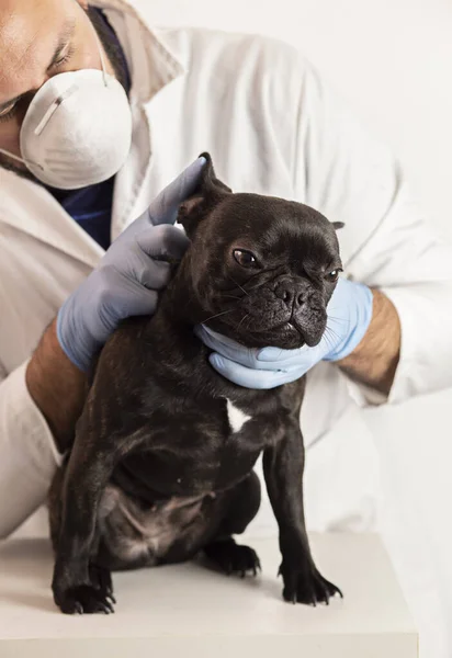 Fransız Bulldog 'un kulağını inceleyen veteriner. Sağlık konsepti.