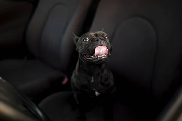 Siyah fransız bulldog bir arabanın içinde dilini dışarı çıkartıyor.