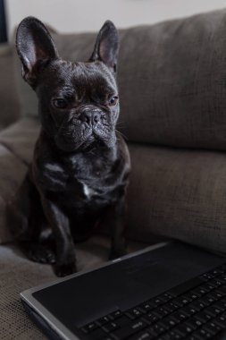 Köpek evde bilgisayarı izliyor, siyah Fransız bulldog.