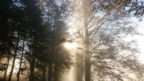 Sonnenaufgang im Laubwald — Stockfoto