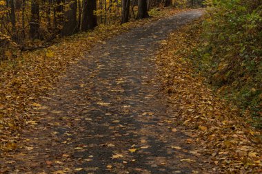 Orman yol çam ormanı ile gidiyor