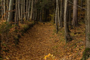 Parlak yeşil orman doğal geçit güneşli gün ışığında. Gün ışığı orman ağaçları. Canlı yeşil orman sayesinde güneş. Huzurlu orman