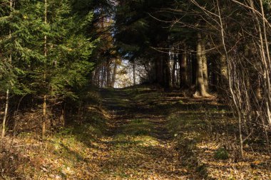 Parlak yeşil orman doğal geçit güneşli gün ışığında. Gün ışığı orman ağaçları. Canlı yeşil orman sayesinde güneş. Huzurlu orman