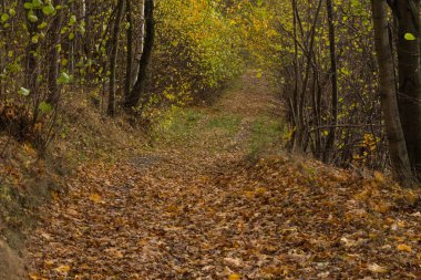 Parlak yeşil orman doğal geçit güneşli gün ışığında. Gün ışığı orman ağaçları. Canlı yeşil orman sayesinde güneş. Huzurlu orman